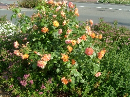 That kind of flower bush was so gorgeous. I couldn't pass by at these flowers